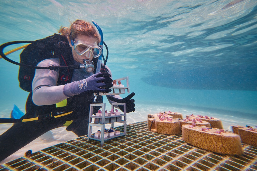 Restaurer les récifs coralliens grâce aux technologies industrielles
