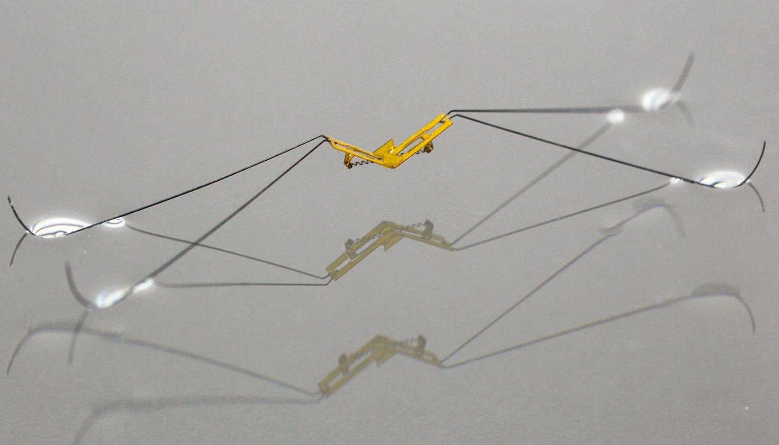 Marcher sur l’eau : le défi relevé par la robotique biomimétique