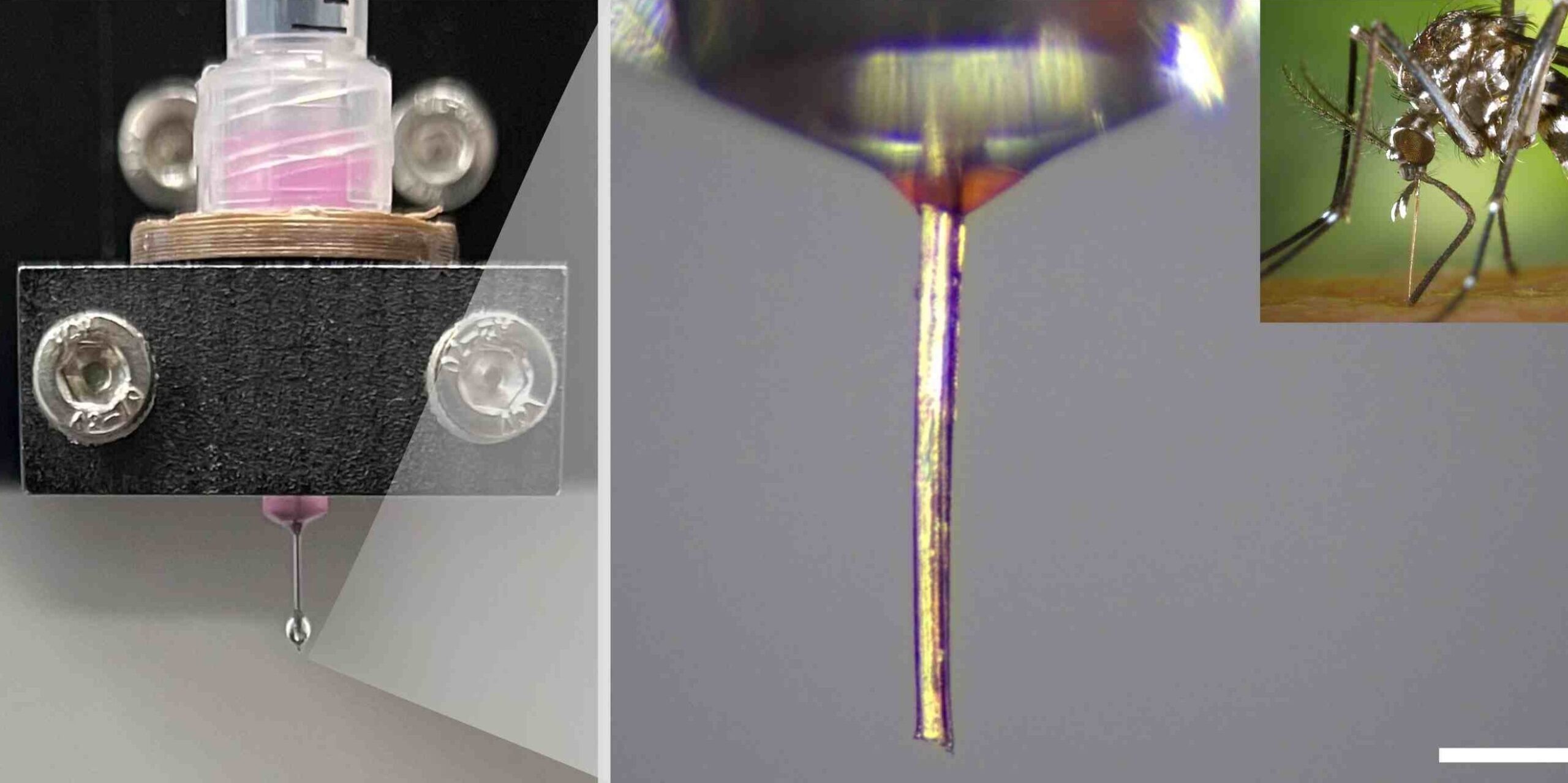 La trompe d’un moustique devient une buse pour l’impression 3D